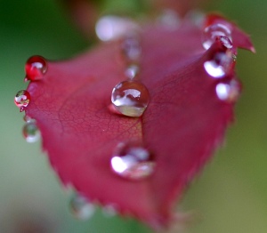 Red Drops; da **Mary** su Flickr.com 
